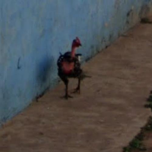 Spain - chicken road online