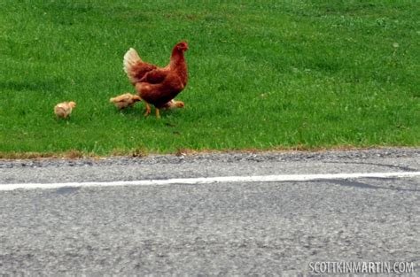 Descubre el Mito de la Ruta del Pollo en España: Juega Ahora En Línea